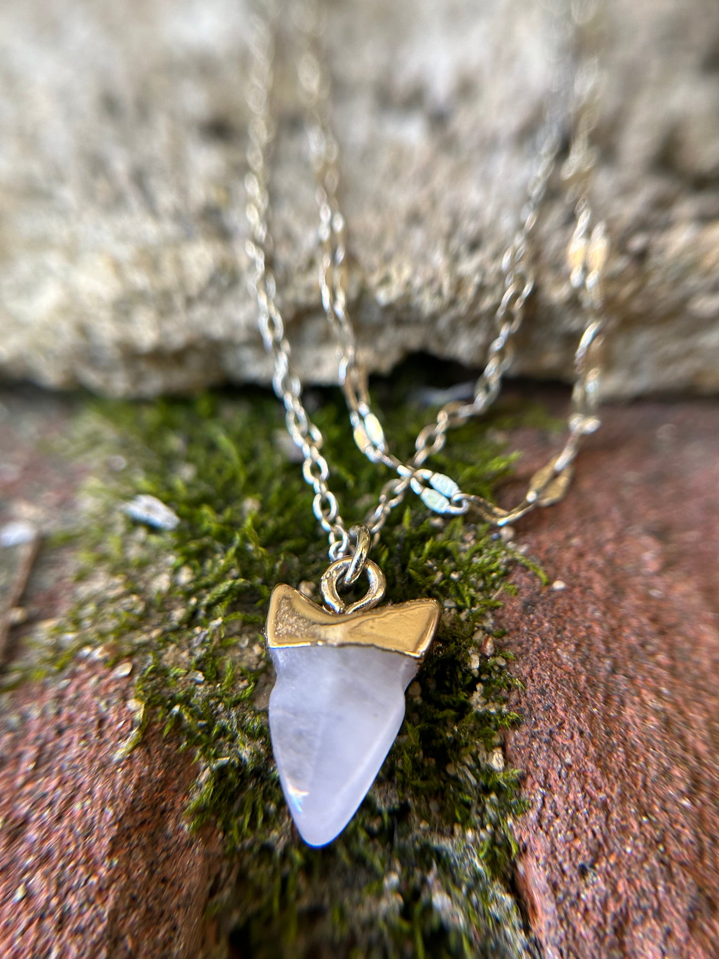 Close-up of a Great White Necklace featuring a white shark tooth encased in gold, suspended on a sterling silver chain, resting on a mossy surface by Canyon Jewelry.