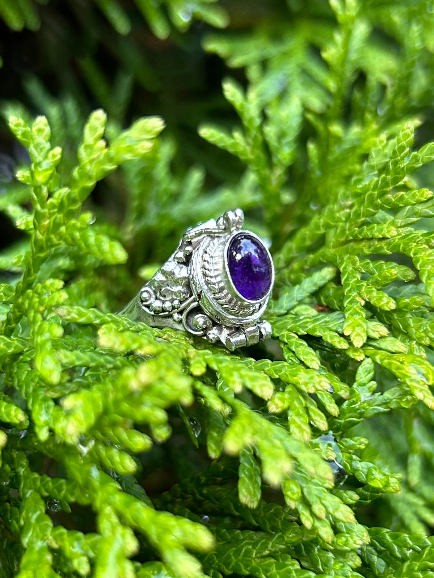 Purple Poison Ring